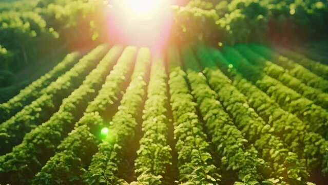Sustainable farm with carbonnegative forest ec. Concept Sustainable Farming, Carbon Negative Forest, Ecosystem Restoration, Agriculture Innovations