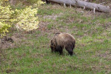 Grizzly Bear in Yellowstone National Park Wyoming in Spring