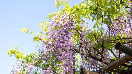 藤の花（亀戸天神）