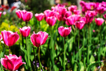 beautiful burgundy tulips grow in the park. Tulip Merlot - Blooming purple tulips in a rural garden