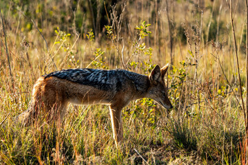 Black-backed jackal photographed in Rietvlei Nature Reserve, Gauteng, South Africa.