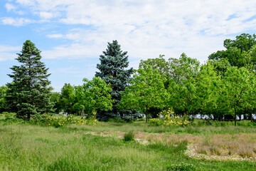 Landscape with grass and large old green trees towards cloudy blue sky in King Michael I Park...