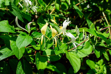 Large green bush with fresh white flowers of Lonicera periclymenum plant, known as common European honeysuckle or woodbine in a garden in a sunny summer day, beautiful outdoor floral background