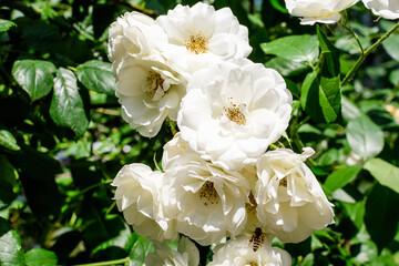 Large bush with many delicate white roses and green leaves in a garden in a sunny summer day, beautiful outdoor floral background photographed with soft focus