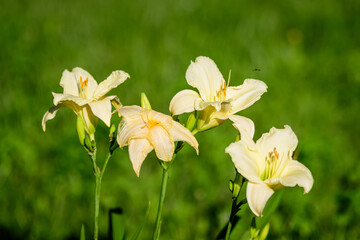 Ivory white Hemerocallis Arctic Snow plant, know as daylily, Lilium or Lily plant in a British...