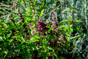 Close up of many small fresh green basil leaves and flowers in a sunny autumn organic garden, healthy vegan herbs photographed with soft focus.