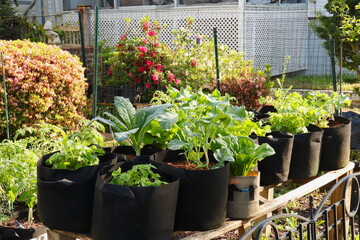 Potted Vegetable Garden