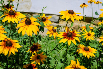 Bright yellow flowers of Rudbeckia, commonly known as coneflowers or black eyed susans, in a sunny summer garden, beautiful outdoor floral background photographed with soft focus.