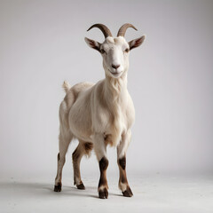 Toggenburg goat against white background