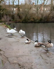 ducks on the lake