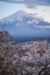 Beautiful scenery of cherry blossom with Mt. Fuji in the background covered with cloud during sunset