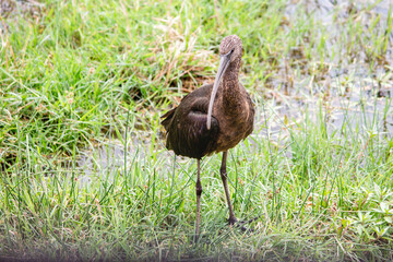 A juvenile glossy ibis standing and looking towards the camera in Amboseli National Park, Kenya 