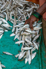 Malvan, India - February 7, 2024: A woman selling fish at the Malvan fish market in Maharashtra, India.