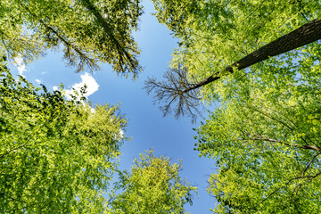 a view up into the trees direction sky - sustainability picture - stock photo - sunstar