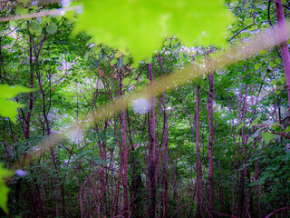 Leaves and trees in the forest