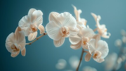 The beauty of white orchid flowers