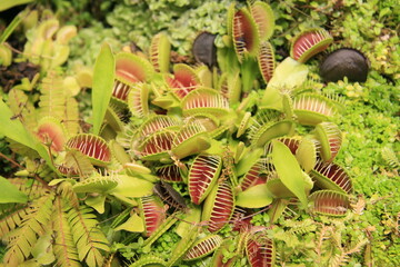 Venus flytrap