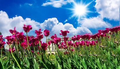 Beautiful fresh lilac tulips against a blue sky with clouds. Nature Park, spring and summer, beauty...