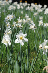 Closeup of a bank of sunlit white Daffodils, Derbyshire England
