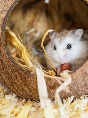 Roborovski hamster sits in a coconut house and eats a peanut. Nutrition of rodents living in cages,...