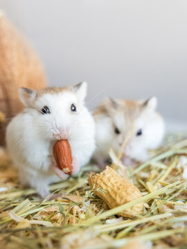 Roborovski hamster holds a peanut in its paws. Nutrition of rodents living in cages, animal protection. Desert animal.