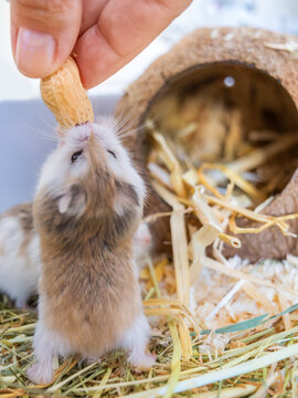 Rear view of a dwarf hamster and a human hand holding a peanut. Nutrition of rodents living in cages, animal protection. Roborovski hamster
