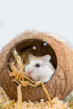 Roborovski hamster (Phodopus roborovskii), desert hamster, Robo dwarf hamster - the smallest of three species of hamster in the genus Phodopus. Coconut house for rodents
