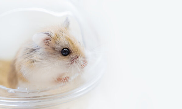 Close-up portrait of Roborovski hamster (Phodopus roborovskii), desert hamster, Robo dwarf hamster on a white background with copy space. The smallest of three species of hamster in the genus Phodopus