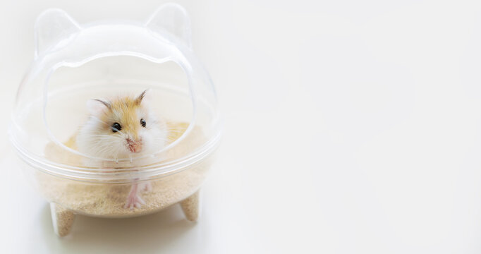 Roborovski hamster, desert hamster, Robo dwarf hamster sitting in a transparent house with sand on a white background with copy space. Animal hygiene, sand bath for hamsters, pet