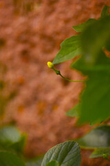 A close short of a budding flower and leaves