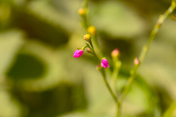 A close short of a budding flower and texture