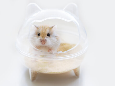 Roborovski hamster (Phodopus roborovskii), desert hamster, Robo dwarf hamster sitting in a transparent house with sand on a white background. Animal hygiene, sand bath for hamsters, pet