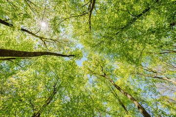 a view up into the trees direction sky - sustainability picture - stock photo - sunstar