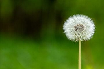 Vivid Dandelion Puff Flower in Serene Garden Background