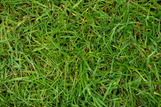 Lush Green Grass Macro Texture - Vibrant Nature Background