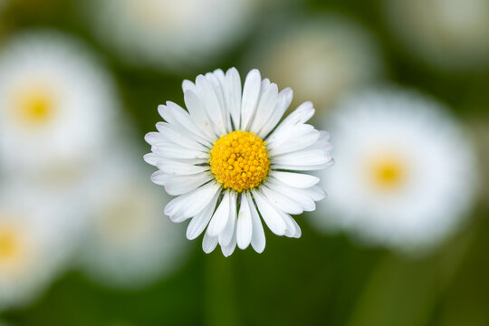 Sunny Daisy: Tranquil Blooms in a Cheerful Garden Background