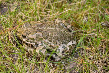 The green toad is on the grass. The animal is an amphibian. Latin name Bufonidae.
