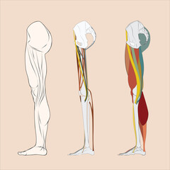 A detailed image showing leg bones, leg muscles and tendons on the side of a human leg.