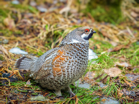 Male of hazel grouse (sometimes called the hazel hen) in the spring forest. Forest birds in natural conditions.
