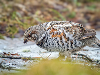 Female of hazel grouse (sometimes called the hazel hen) in the spring forest. Forest birds in natural conditions.