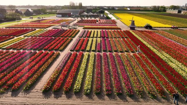 Tulip field in The Netherlands, colorful tulip fields in Holland, Lisse, Dutch Spring views in the Netherlands, colorful flowers