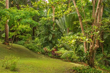 garden with palm trees