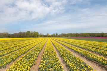 Gelbes Tulpenfeld in voller Blüte bei Gifhorn / Braunschweig