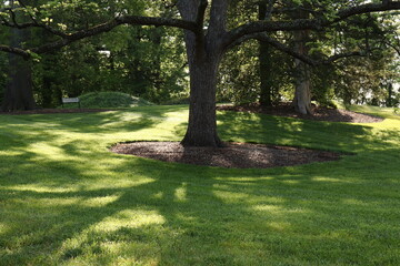 Stunning Large Tree and Grass