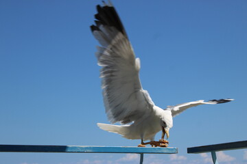 Seagull in italian.