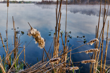 Dried cattail seed pod against quiet water