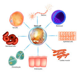 Stem cell. Blastocyst, Neuron, Epithelial, Enterocytes, Cardiac muscle, Fat, blood, Chondrocyte