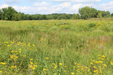 Prairie landscape with woodland sunflowers in the foreground at Blackwell Forest Preserve in Warrenville, Illinois