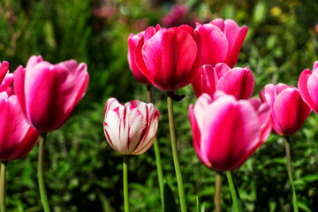Obraz premium beautiful burgundy tulips grow in the park. Tulip Merlot - Blooming purple tulips in a rural garden