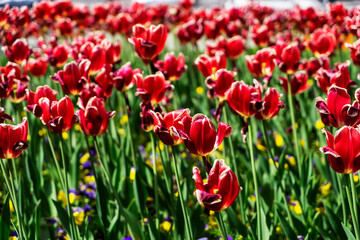 beautiful burgundy tulips grow in the park. Tulip Merlot - Blooming purple tulips in a rural garden